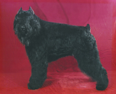 About THE BARK STATION PET SALON and reviews